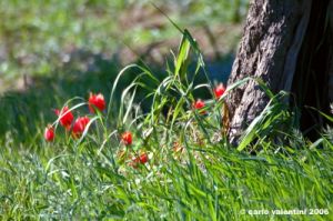recanati_campagna10_060404