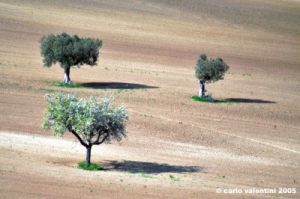 recanati_campagna13