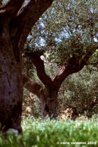 recanati_campagna15