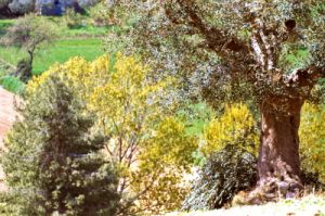 recanati_campagna19