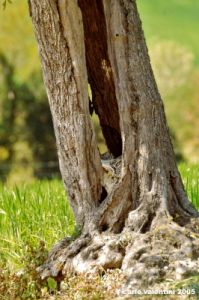 recanati_campagna22