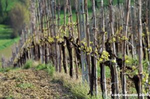 recanati_campagna26
