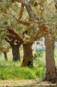 recanati_campagna27_050422
