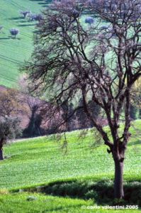 recanati_campagna28