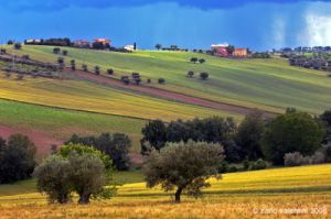recanati_campagna33