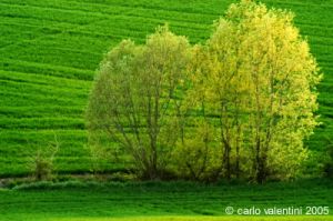 recanati_campagna4