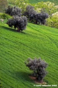 recanati_campagna5