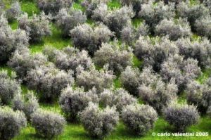 recanati_campagna7