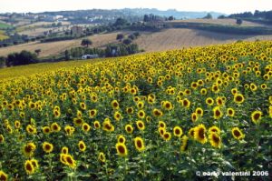 recanati_girasole1