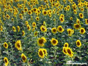 recanati_girasole3