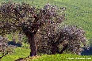 recanati_montefiore14