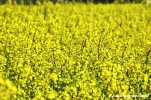 recanati_primavera001