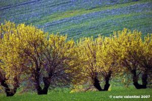 san_severino_marche002