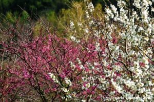 san_severino_marche014
