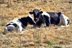 valnerina_visso_mucche11