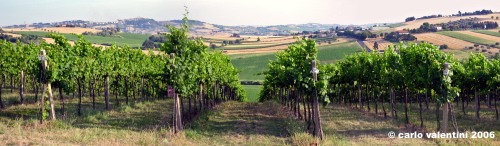 vigna_santa_casa2