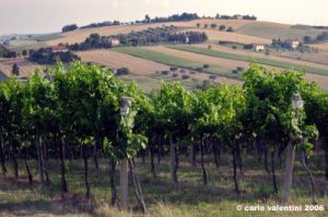 vigna_santa_casa3