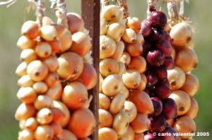 colfiorito11_050825