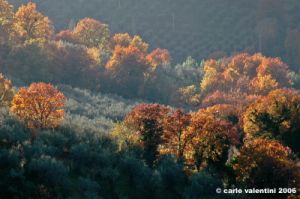 foligno01
