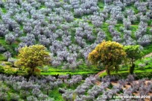 foligno_campagna1