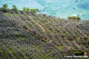 foligno_campagna2
