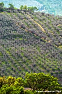 foligno_campagna3
