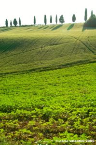 marsciano01