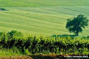 marsciano07