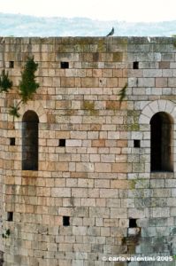 spello81