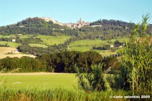 todi1