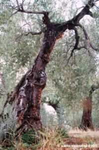 trasimeno_monte_lago03