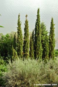 trasimeno_monte_lago16