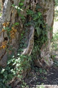 trasimeno_monte_lago44
