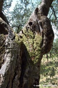 trasimeno_monte_lago45