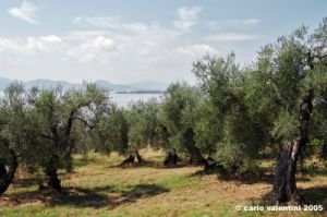 trasimeno_monte_lago52