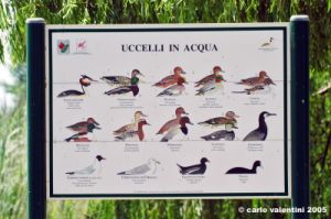 trasimeno_polvese017