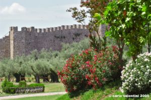 trasimeno_polvese022