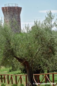 trasimeno_polvese029