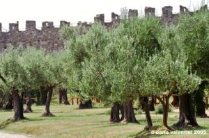trasimeno_polvese030