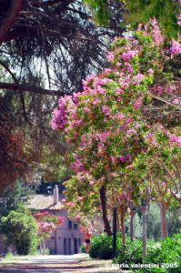 trasimeno_polvese075