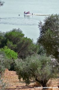 trasimeno_polvese092