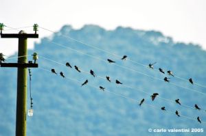 trasimeno_polvese104