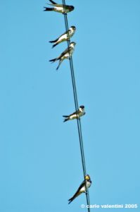 trasimeno_polvese106