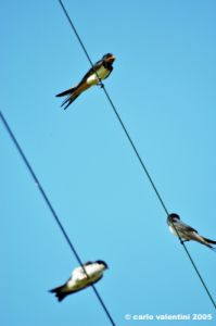 trasimeno_polvese109