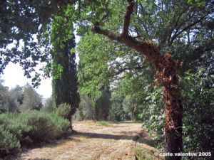 trasimeno_polvese_sansecondo13
