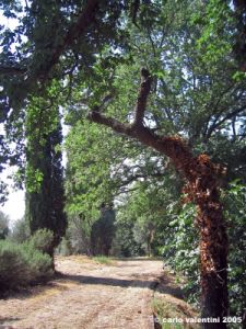 trasimeno_polvese_sansecondo14