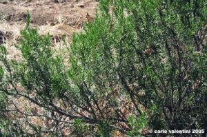 trasimeno_polvese_sansecondo18