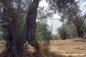 trasimeno_polvese_sansecondo24