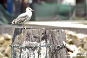 trasimeno_sanfeliciano23