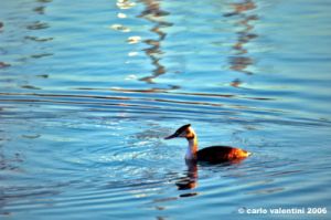 trasimeno_svasso01